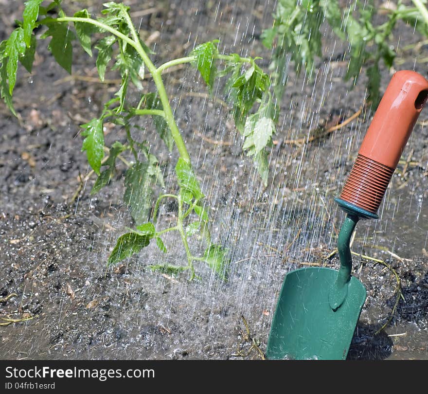 Watering the Tomatoes