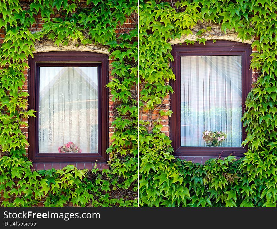 A pair of windows with green, lush ivy and curtain. A pair of windows with green, lush ivy and curtain