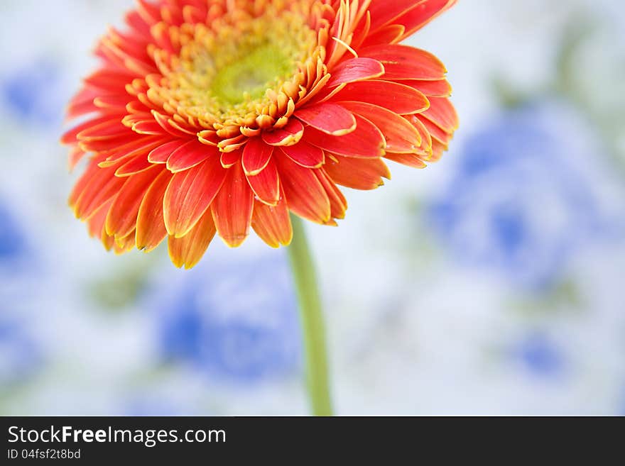 The red gerbera on  bokeh patterned background