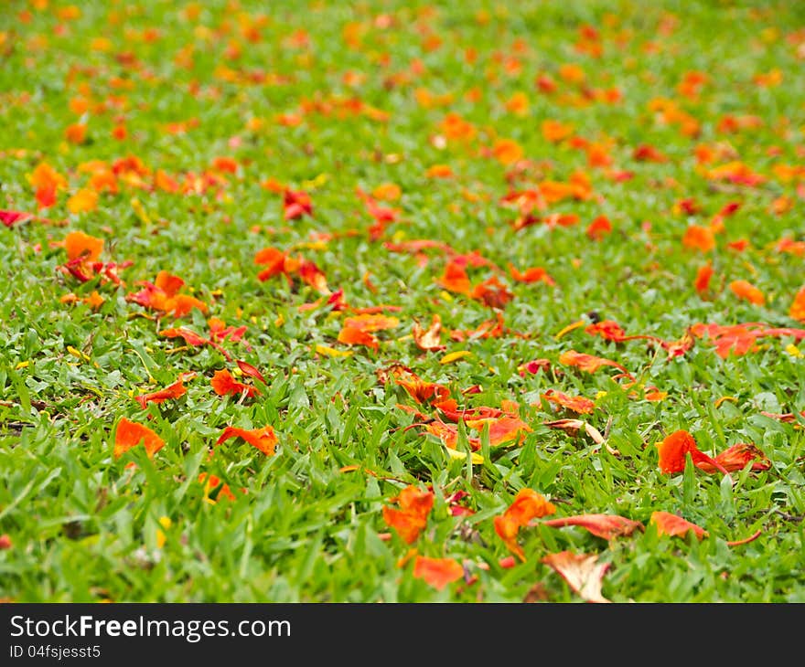 Petal on grass field