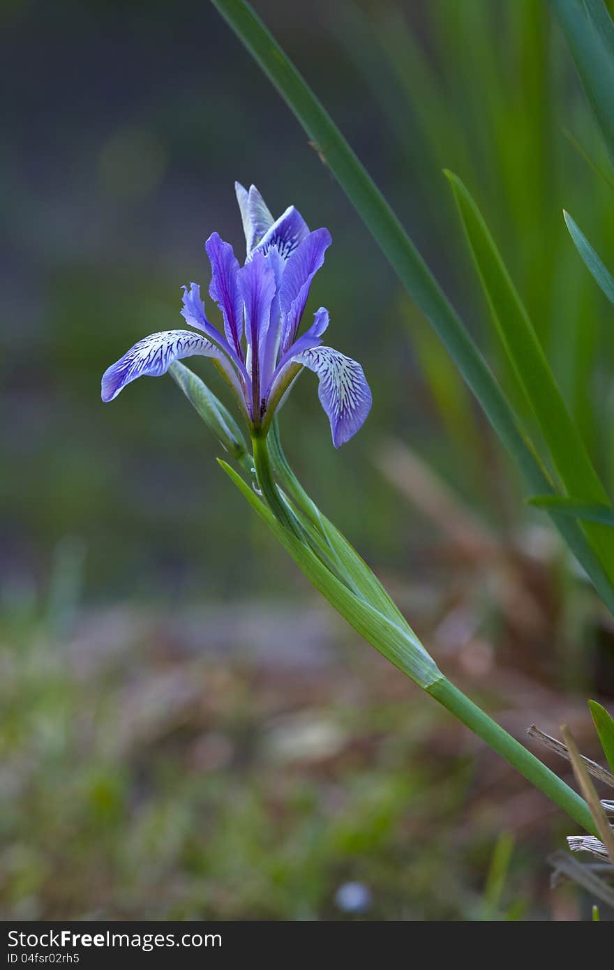 Early spring blue iris