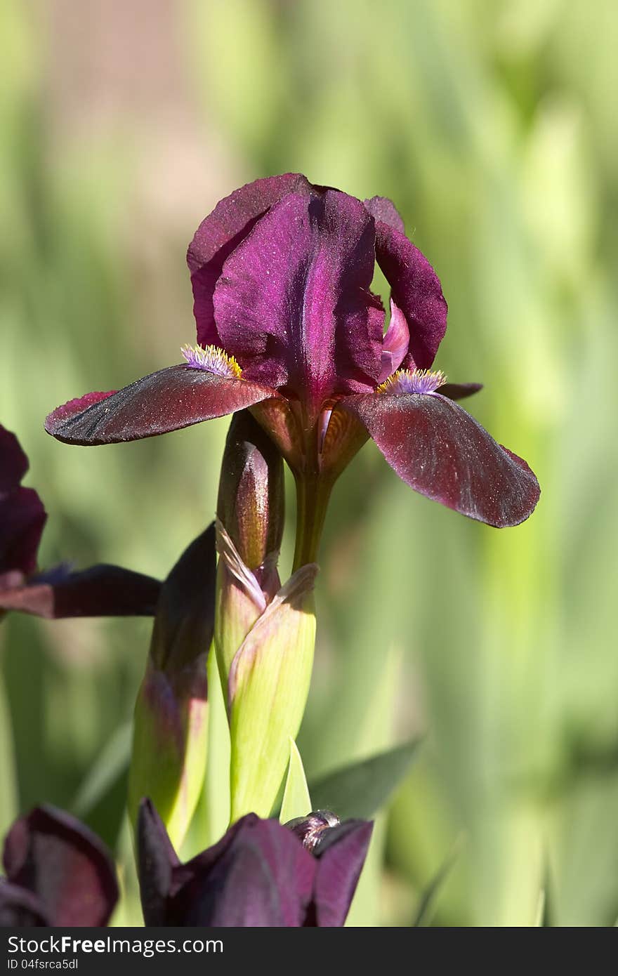 Early variety spring iris