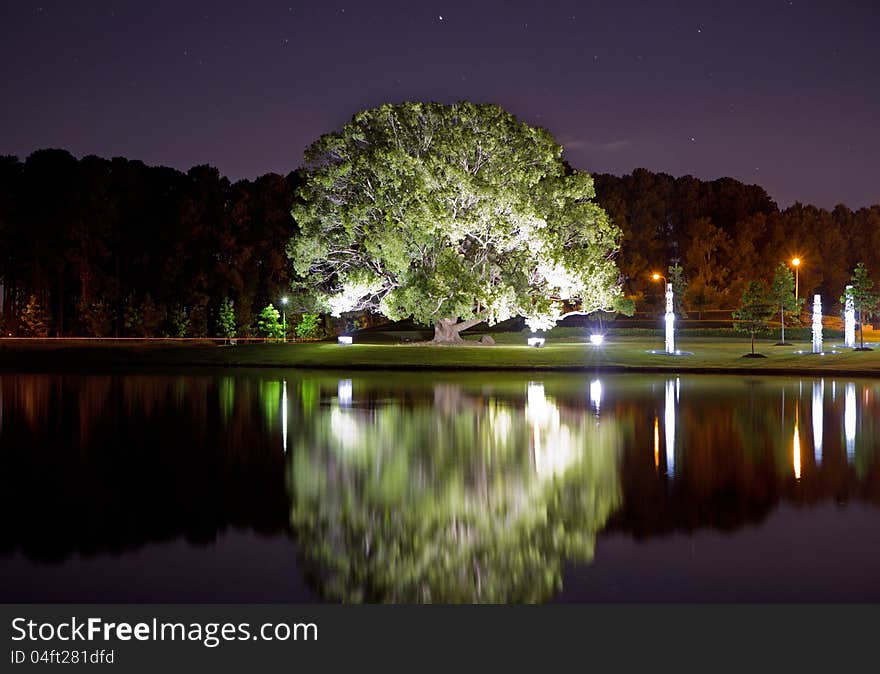 Floodlit tree beside a lake at night. Floodlit tree beside a lake at night