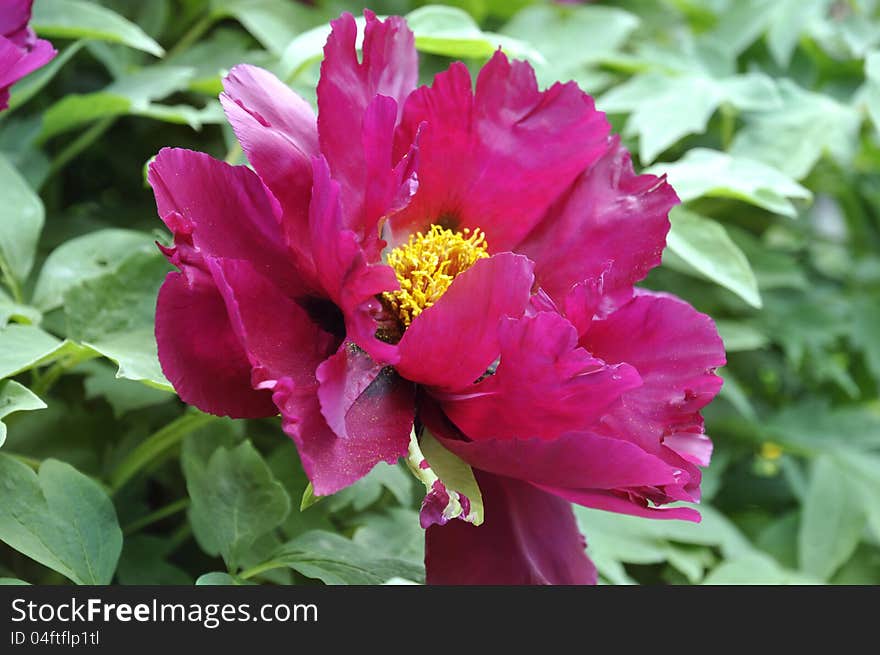 Treelike scarlet peony