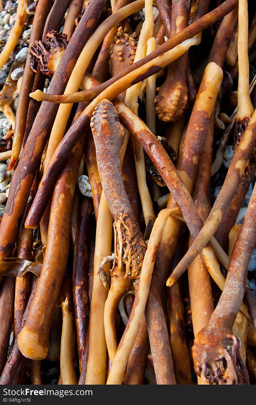 Kelp Seaweed Laminaria Hyperborea