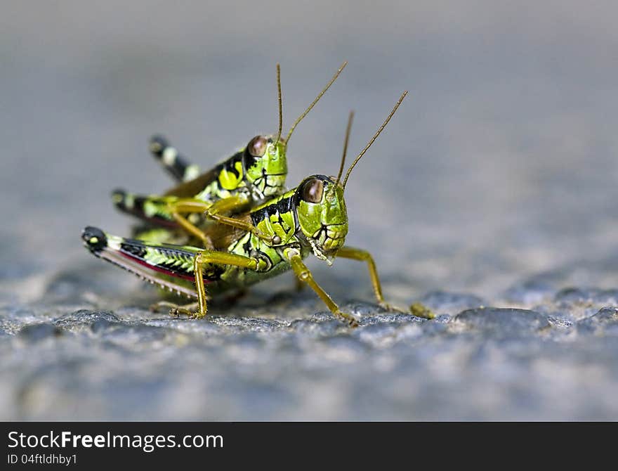 Mating of two green locust. Mating of two green locust