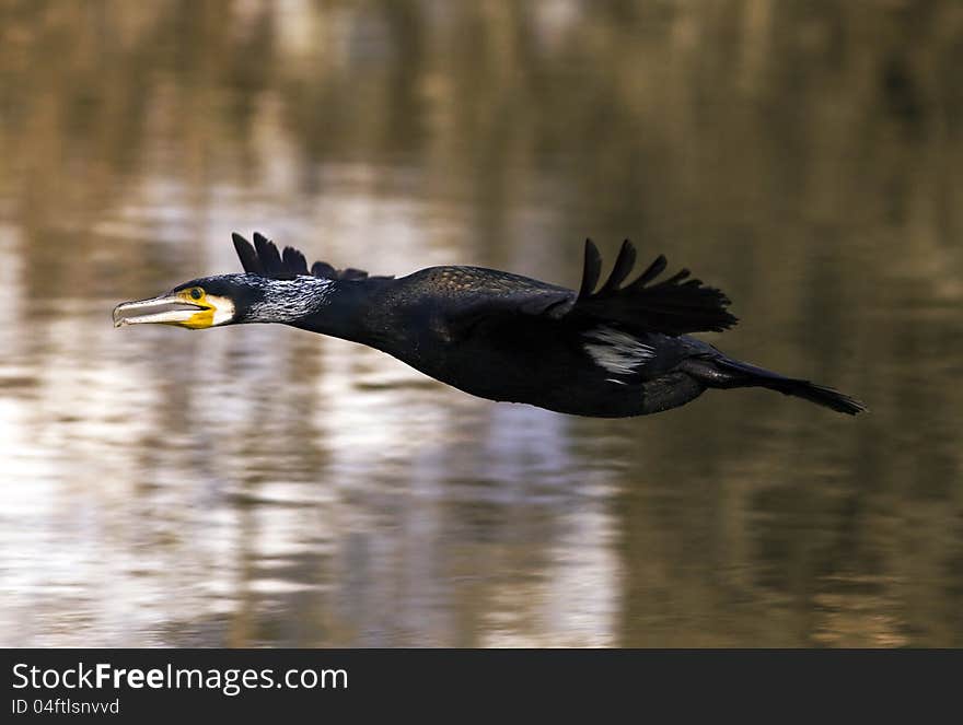 Great Cormorant bird (Phalacrocorax carbo) flying. Great Cormorant bird (Phalacrocorax carbo) flying