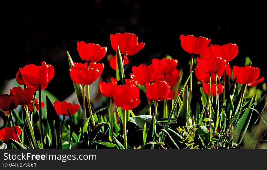 Beautiful red tulips against dark backgroung with shallow focus