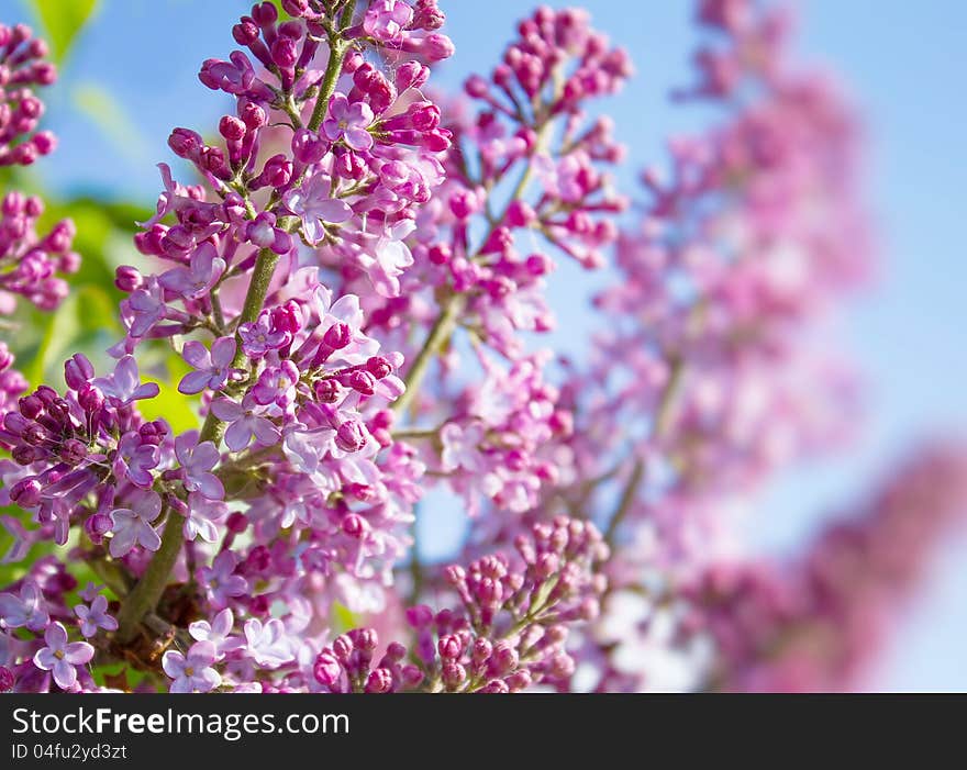 Spring lilac flowers