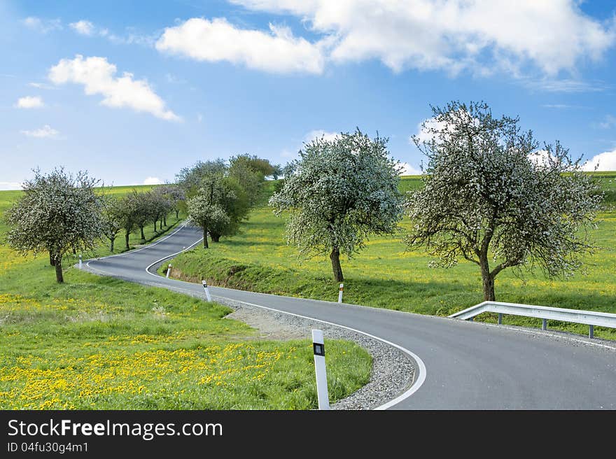 Pring road with alley of cherry trees in bloom