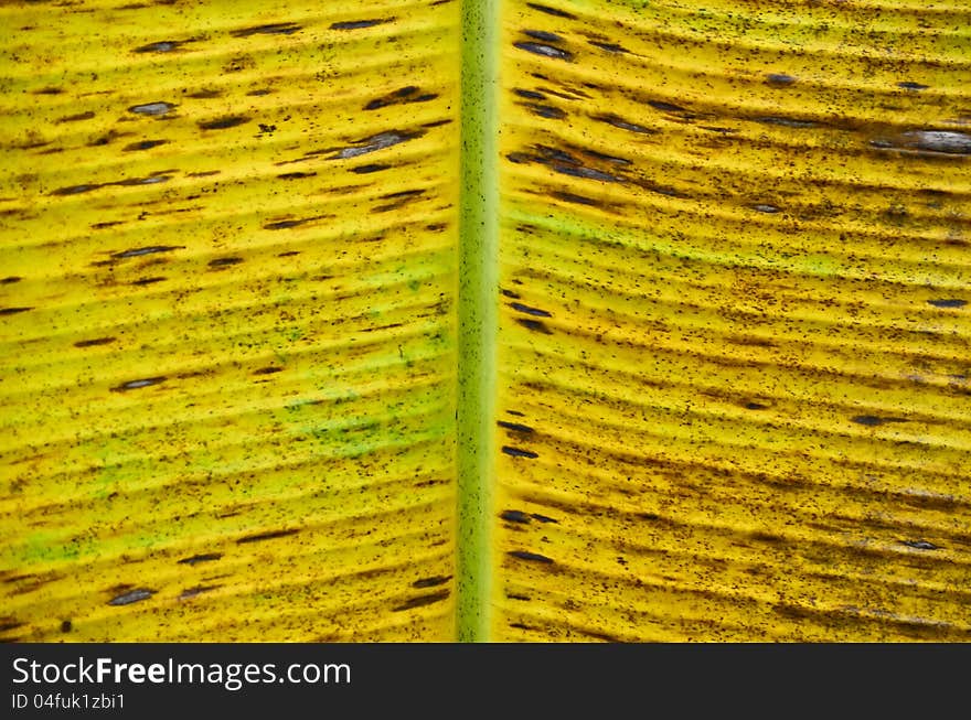 Yellow banana leaf texture