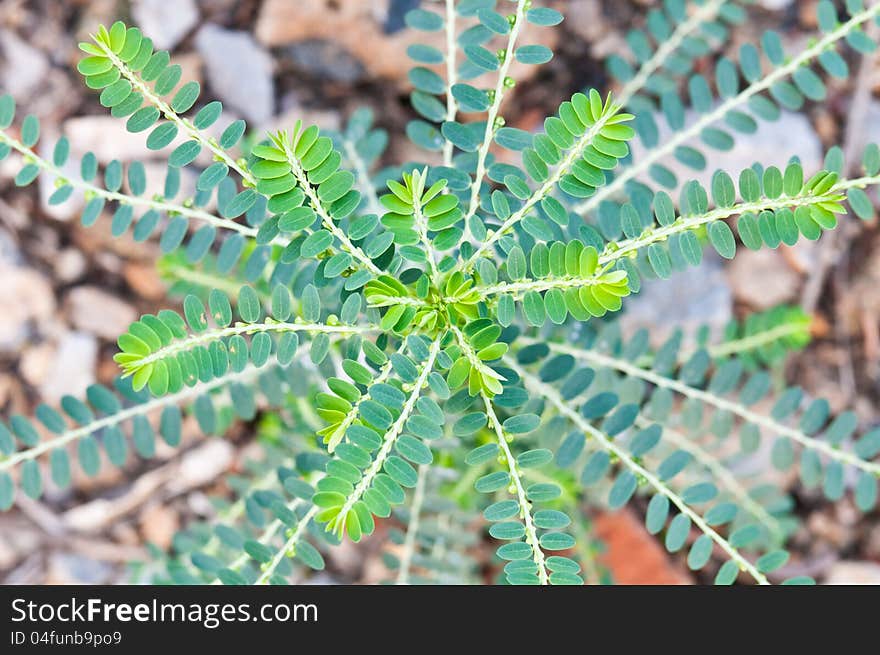 Green leaf close up background