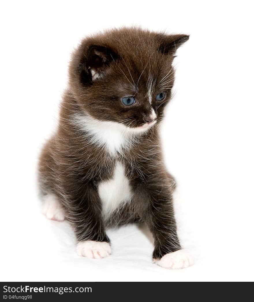 The brown kitten on the white background