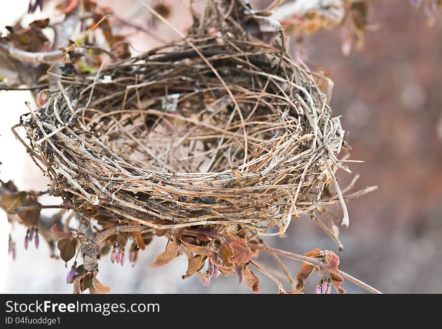 Old Bird Nest