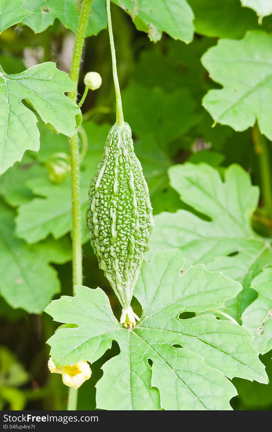 Bitter melon on green background