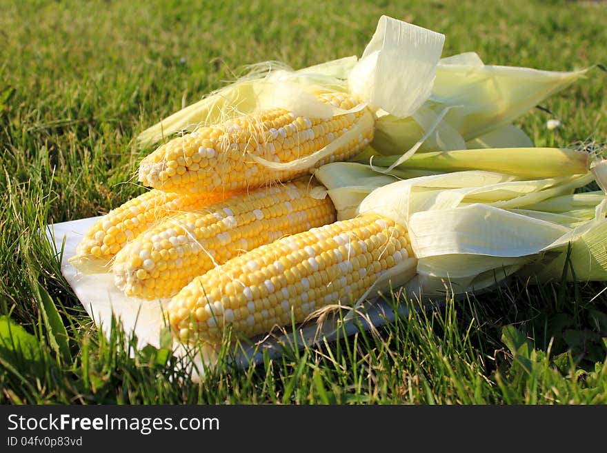 Fresh Corn On The Grass