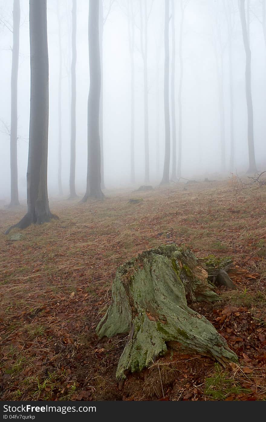 Beechwood with fog in backcloth