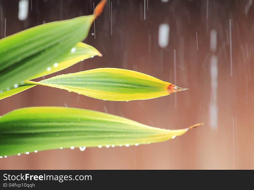 Leaves and rain