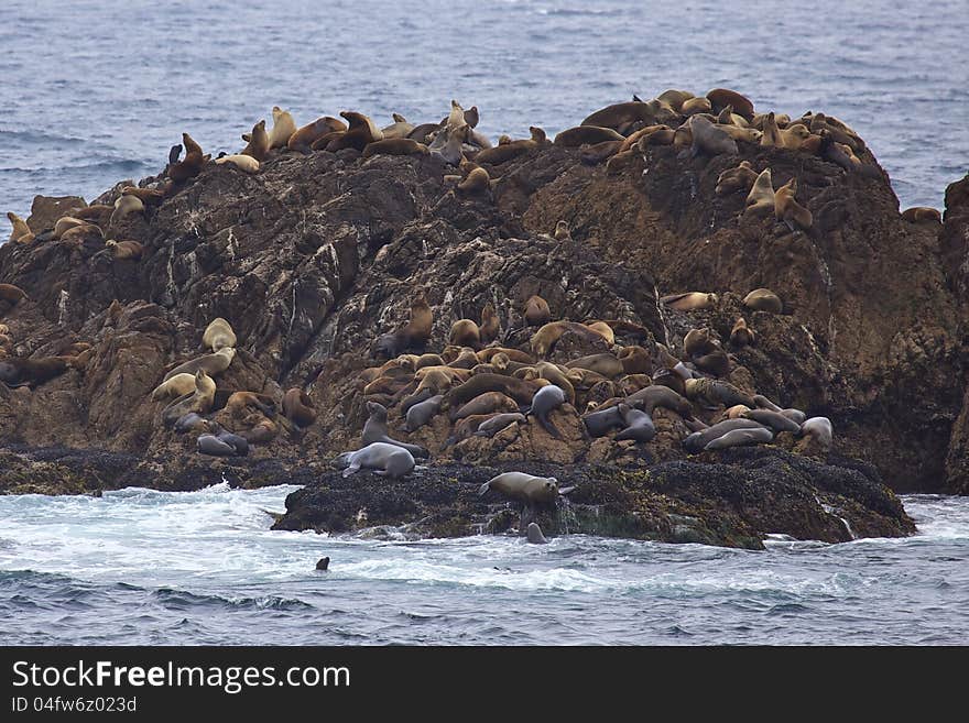 Hundreds of California Sea Lions hauled out on a rocky outcropping off the coast of California.