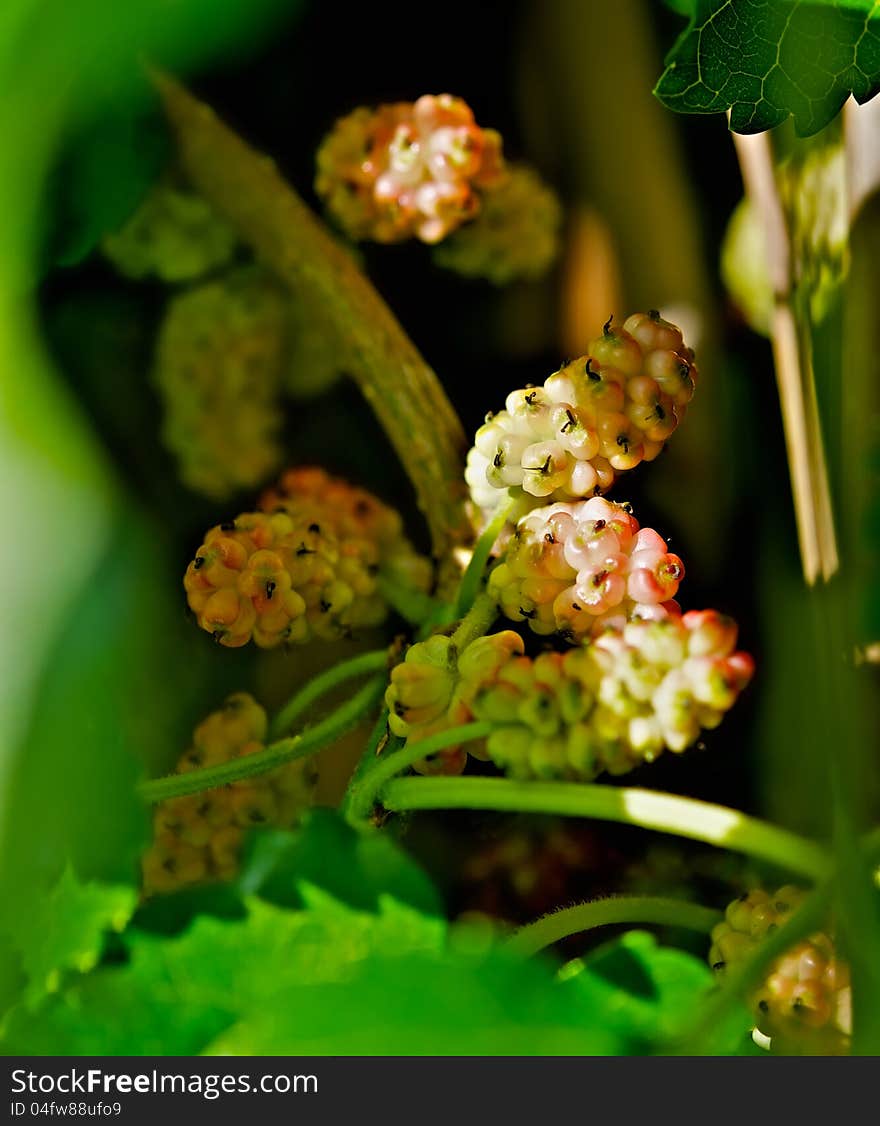 Mulberries discernible through the leaves of the tree. They are not quite ripe, but it became rosy and beautiful. Mulberries discernible through the leaves of the tree. They are not quite ripe, but it became rosy and beautiful.