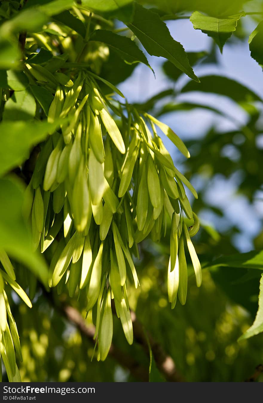 Spring trees Poquelin young leaves. On some trees even had a beautiful green earrings.