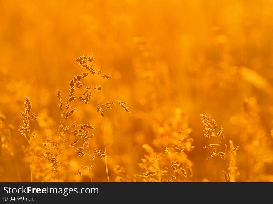 Grass landscape in the wonderful sunset light