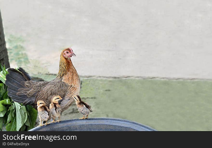 The hen and three chicks.