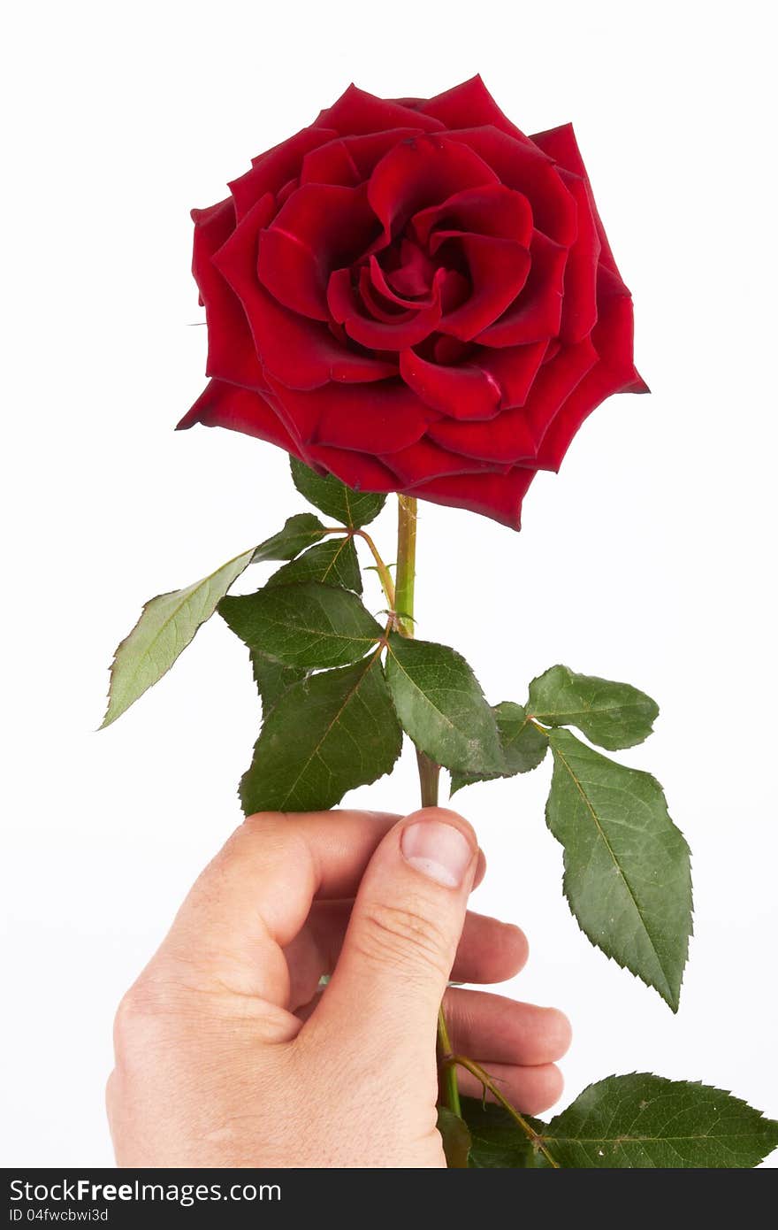 Beautiful red rose on a white background