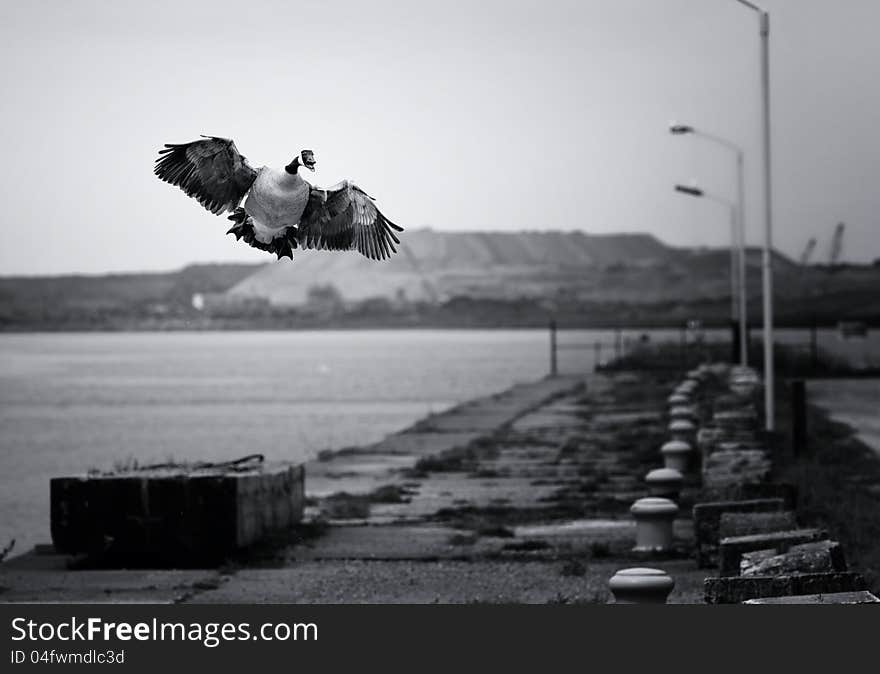 A goose in flight, about to land in black & white. A goose in flight, about to land in black & white.