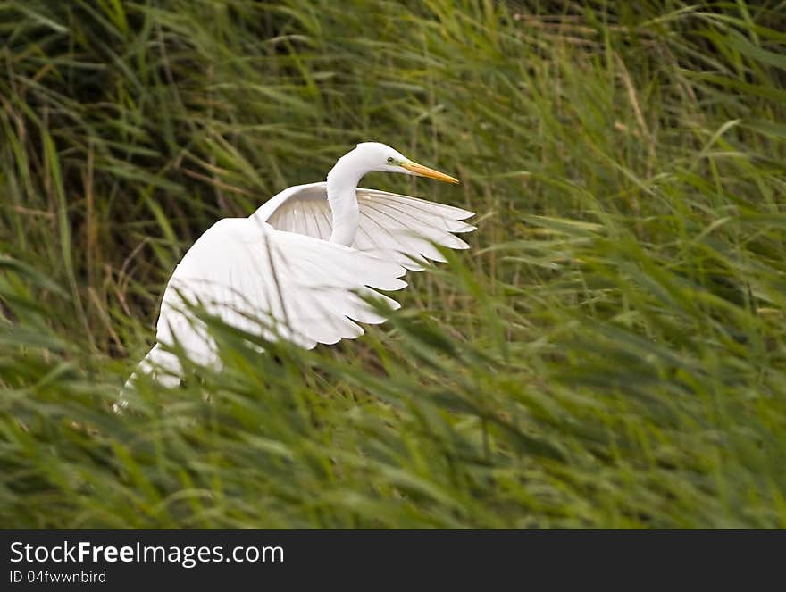 White Egret