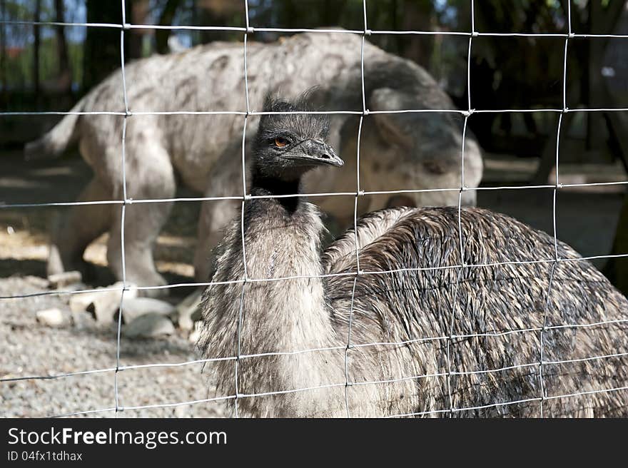 Close-up portrait of ostrich in a frame.