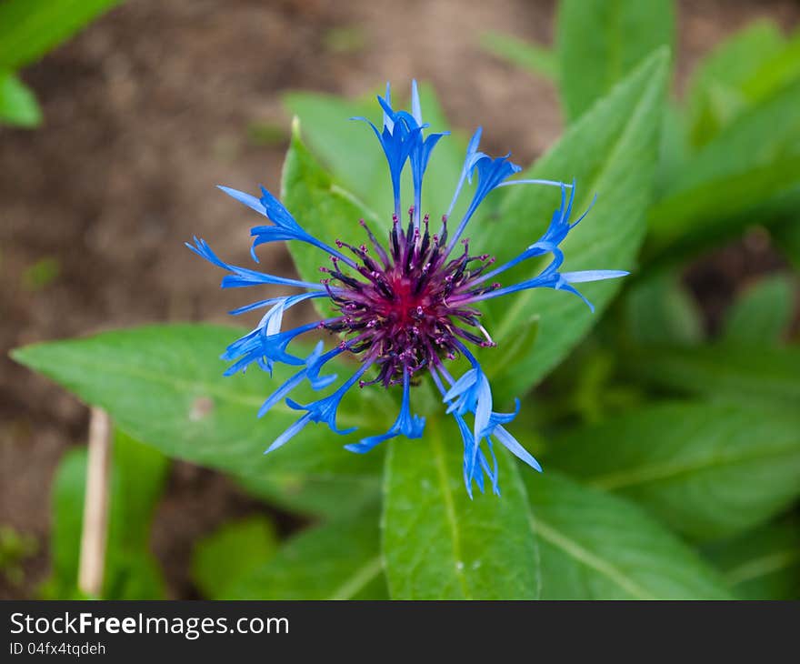 A shot of a Centaurea Montana flower