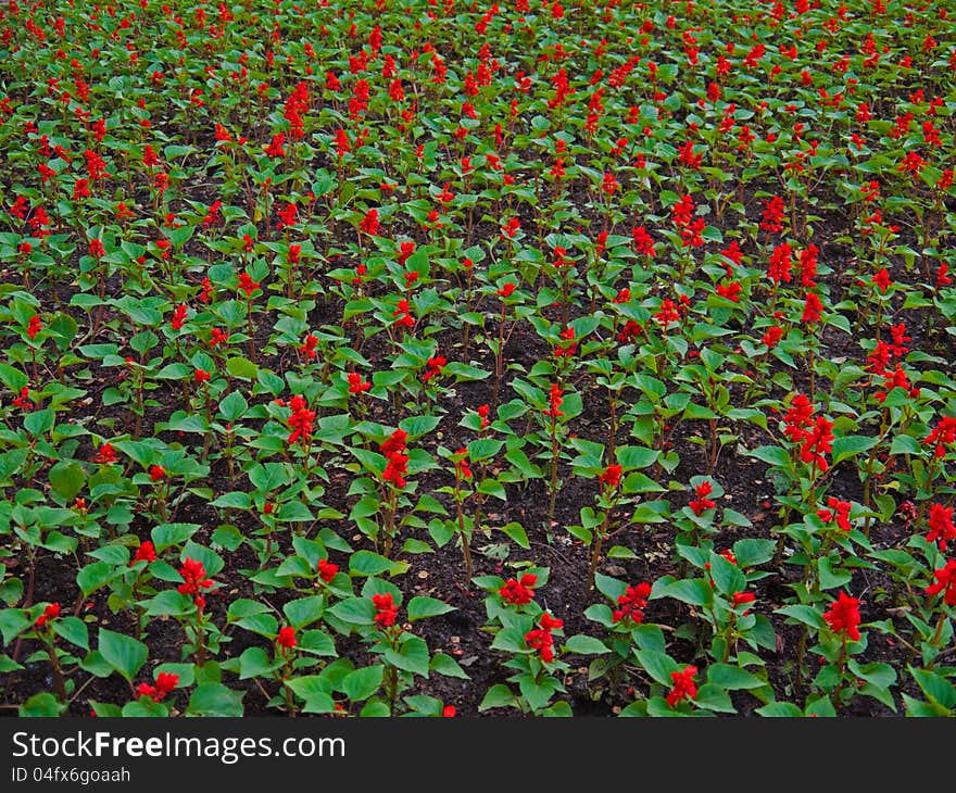 Salvia splendens