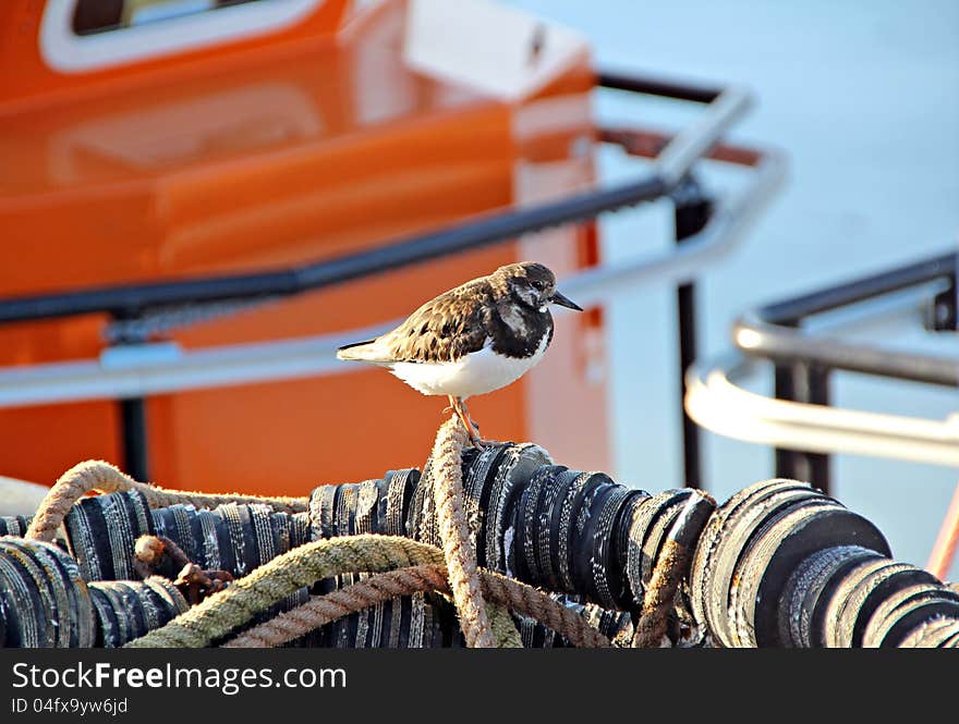 Turnstone Bird In Fishing Harbour