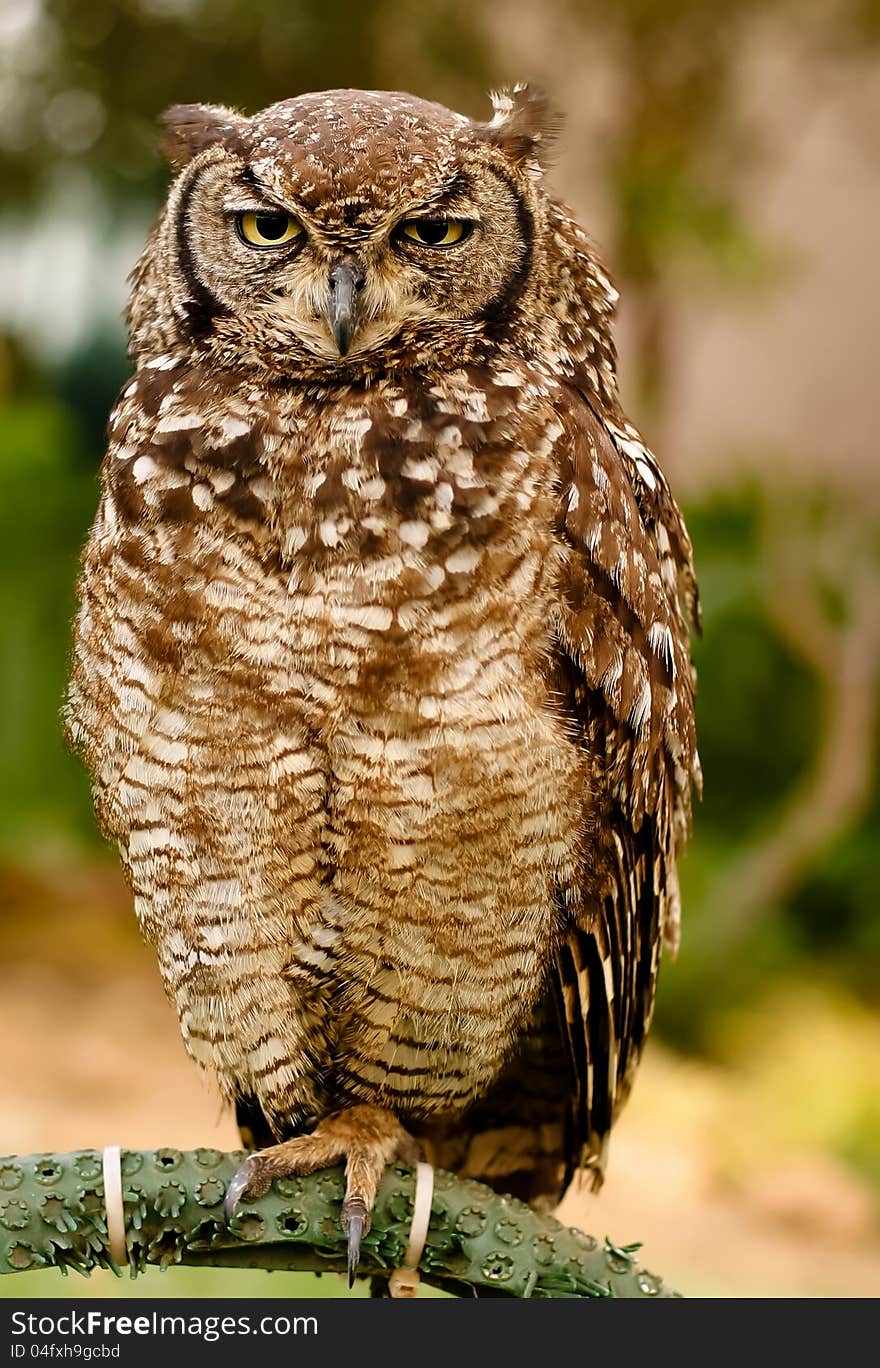 Old owl giving a wink to the photographer. Old owl giving a wink to the photographer.