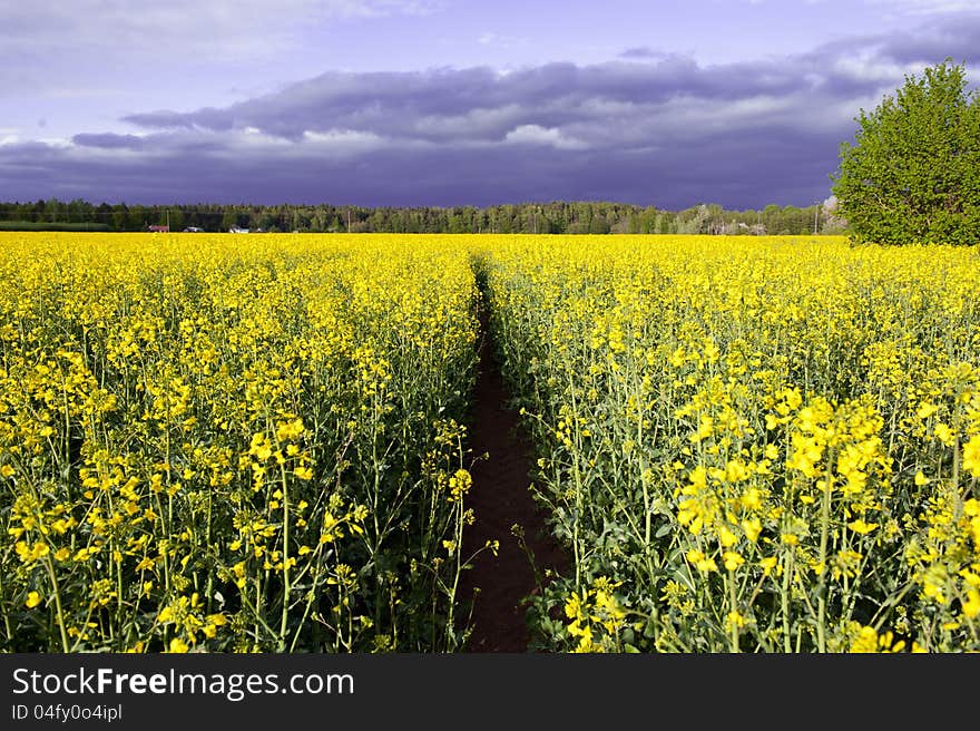 Canola Field, Summer