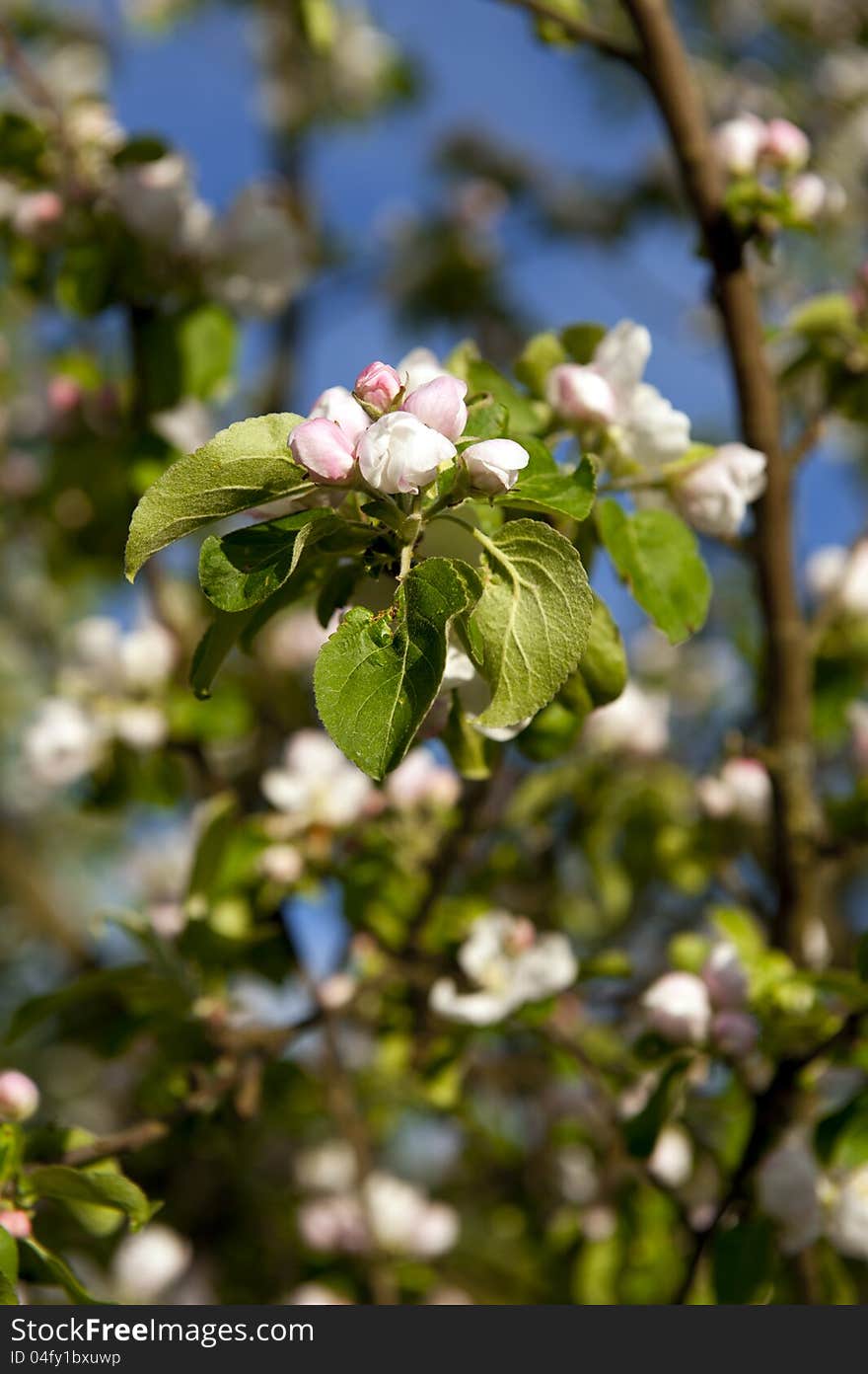 Blooming apple tree