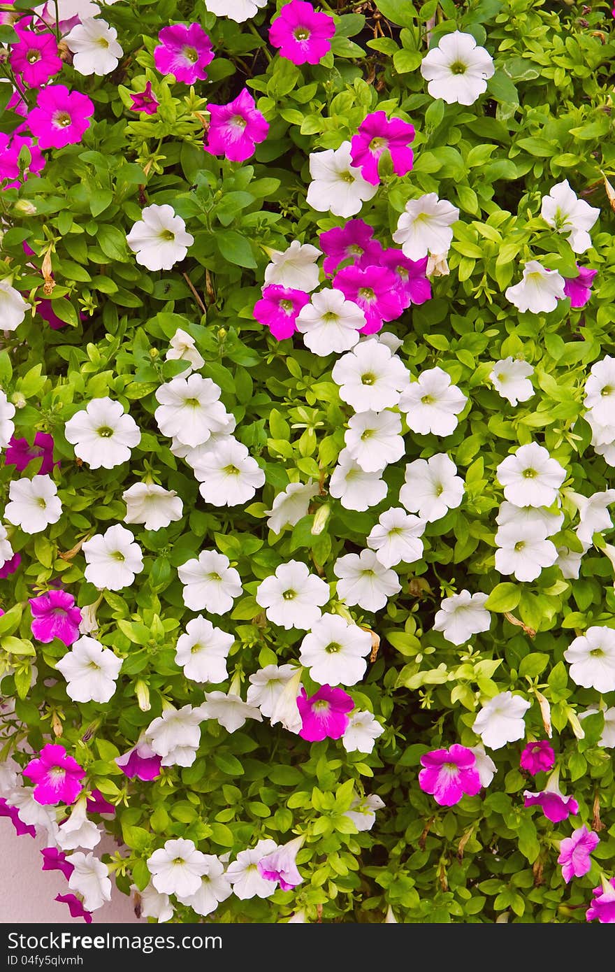 Pink and white petunia flower