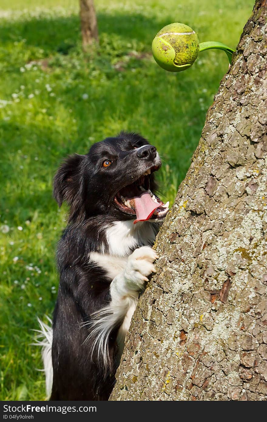 A cute Border Collie playing in park. A cute Border Collie playing in park.