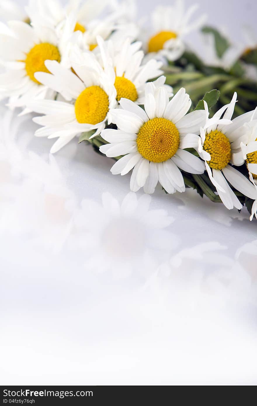 A coronet of flowers daisies. A coronet of flowers daisies