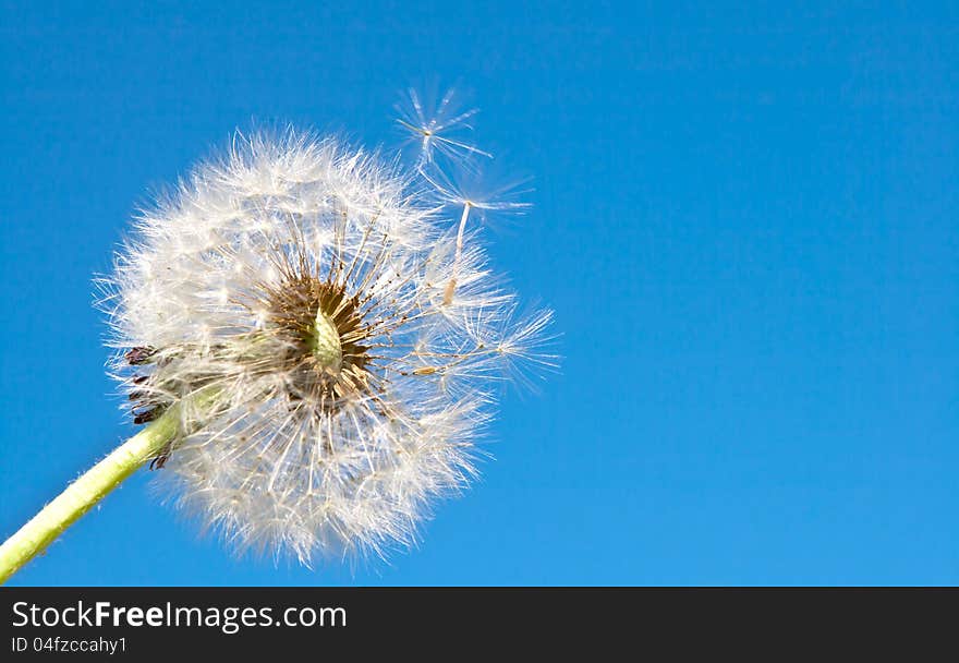 Dandelion.