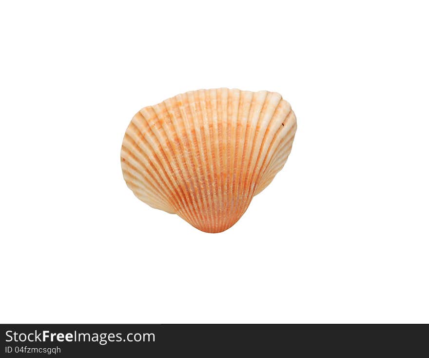 Beauty conch shell on white background. Clipping path is included. Beauty conch shell on white background. Clipping path is included