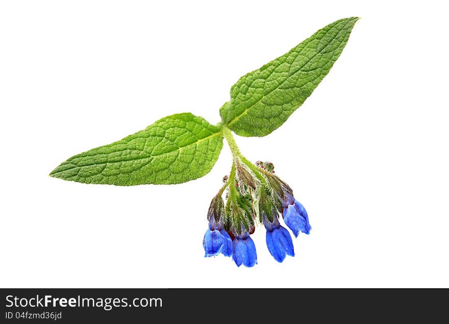 Beauty blue wild flower with green leaves on white background