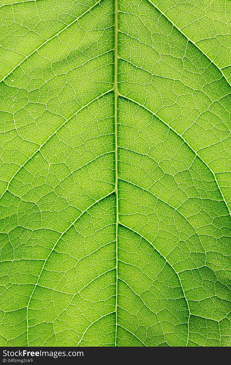 Green Leaf Closeup