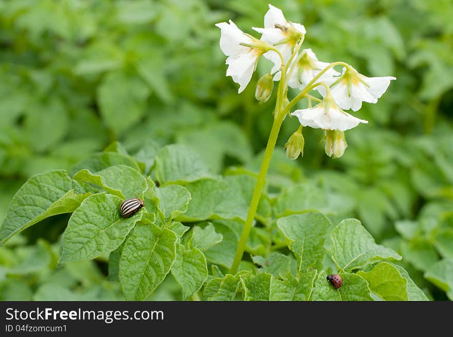 Potato plant with blossom and potato beetle and larvae