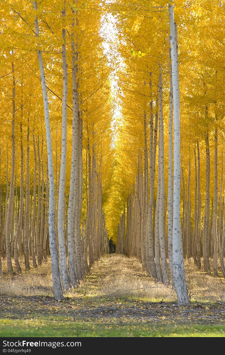 Planned Planting of Aspen Trees In A Row Autumn