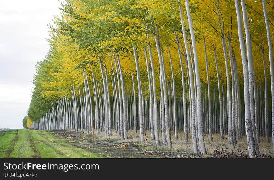 At the edge of a stand of trees in the fall. At the edge of a stand of trees in the fall