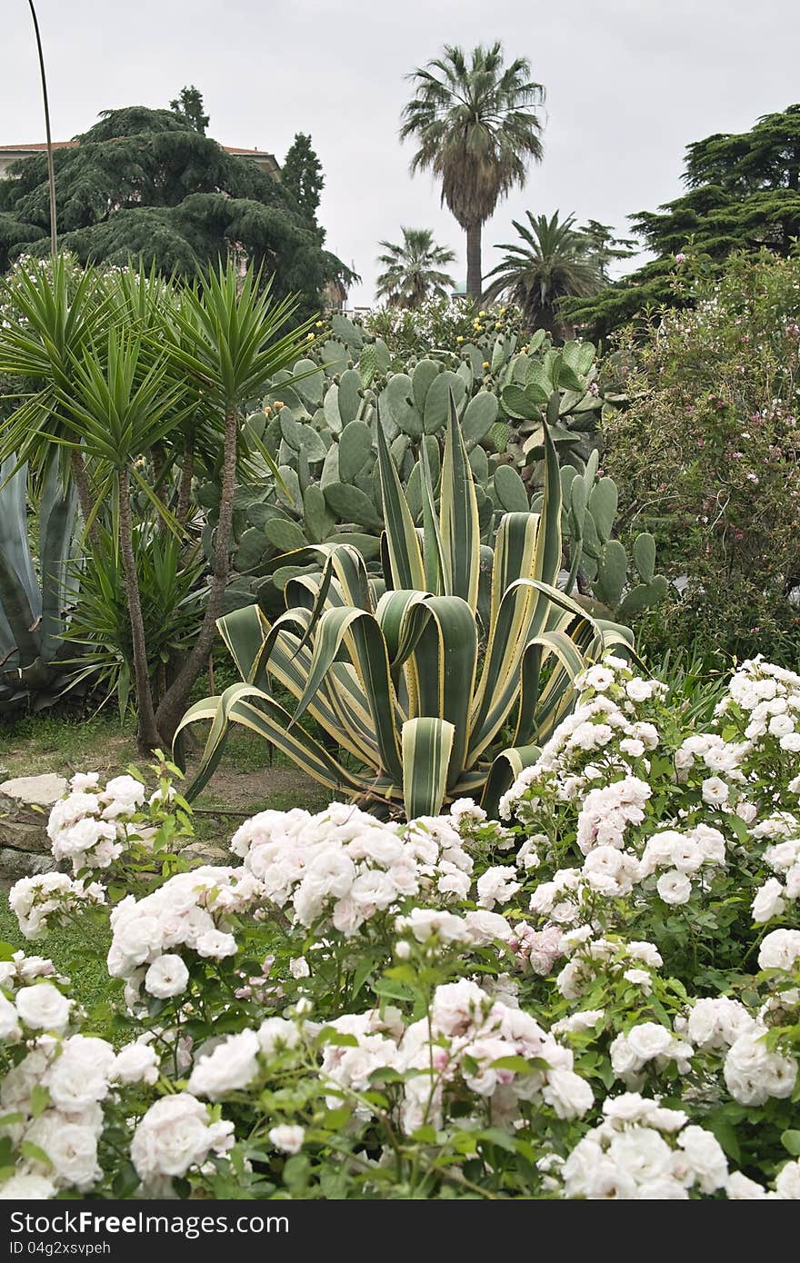 Detail of beautiful garden in la spezia