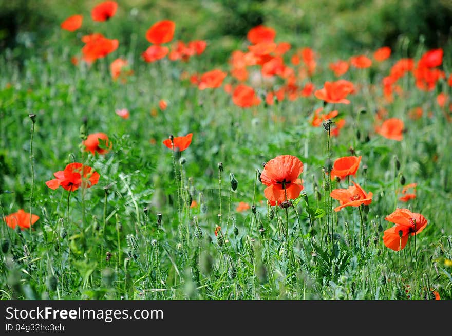 Poppies