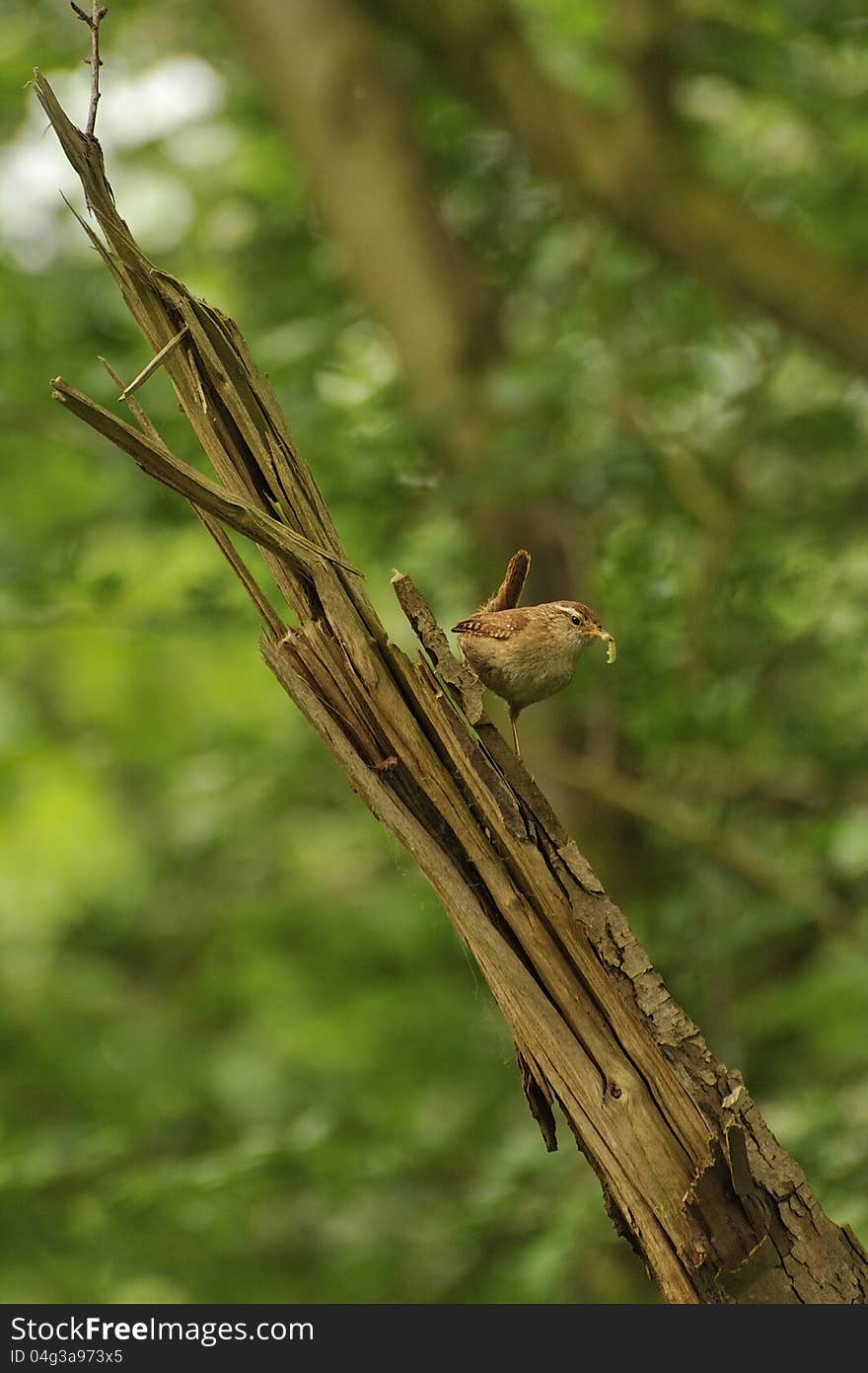 Wren feeding &x28;Troglodytes troglodytes&x29